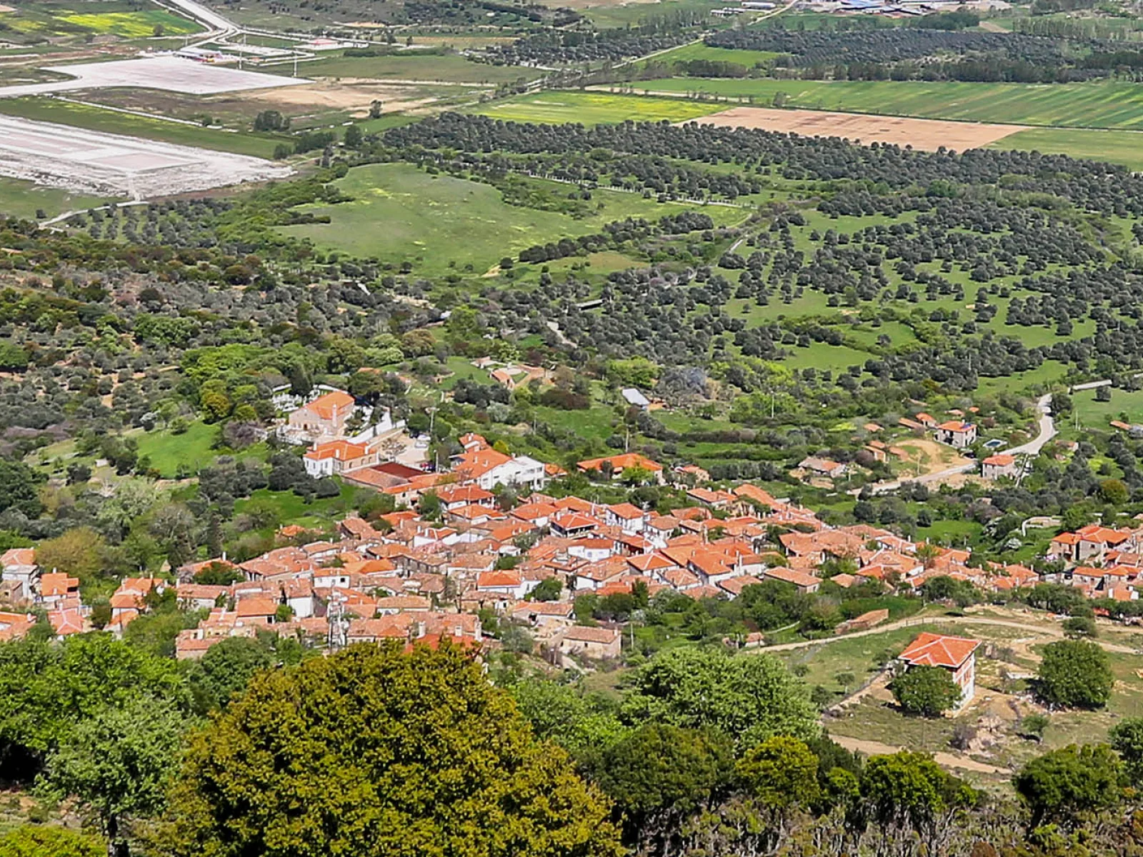 ÇANAKKALE/GÖKÇEADA /TEPEKÖY 1000m2 ZEYTİNLİK